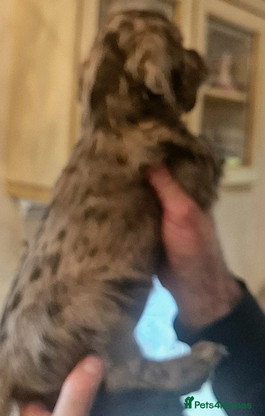 Cocker Spaniel dogs for sale: Mixed litter of Cocker Spaniel puppies  - Advert 20