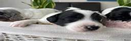 Sproodle dogs for sale: ✨ Premium Rare Sproodle Puppies – Champion Lines ✨ - Advert 24