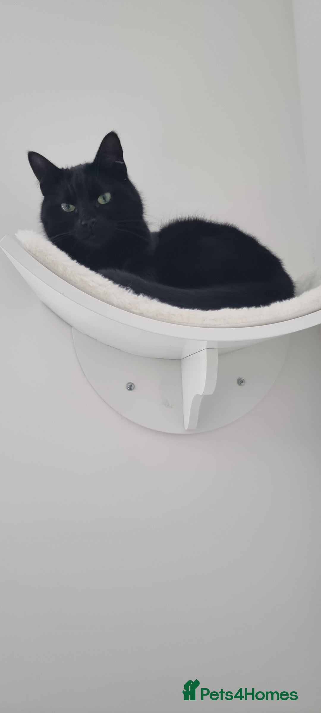 Mixed Breed cats for sale: Lovely 4 year old female to be rehomed - Image 2