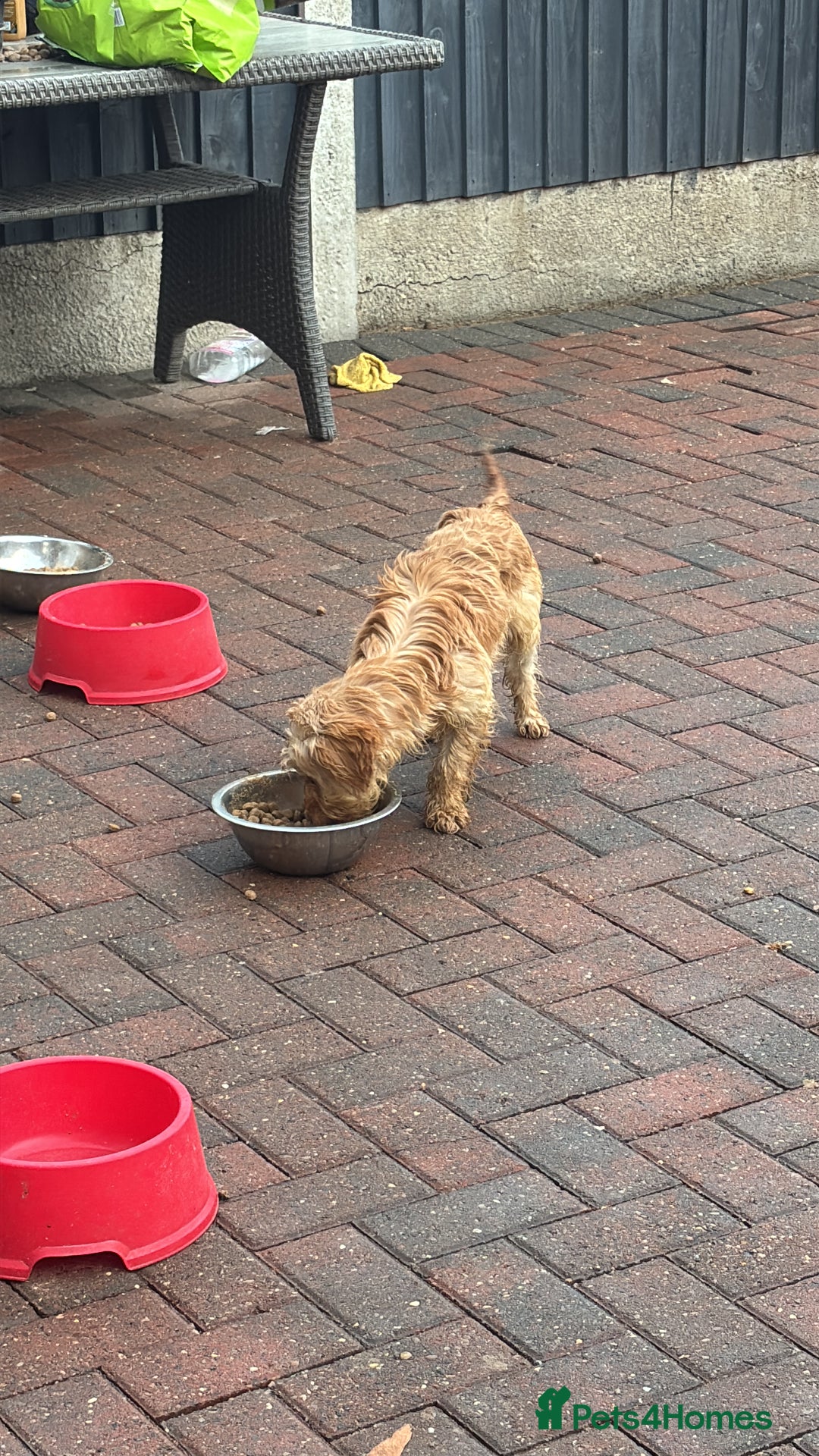 Cockapoo dogs for sale: 1male 1 female cockapoo  - Advert 3