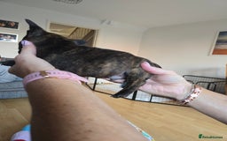 Mixed Breed dogs for sale: 4 pups - Image 7