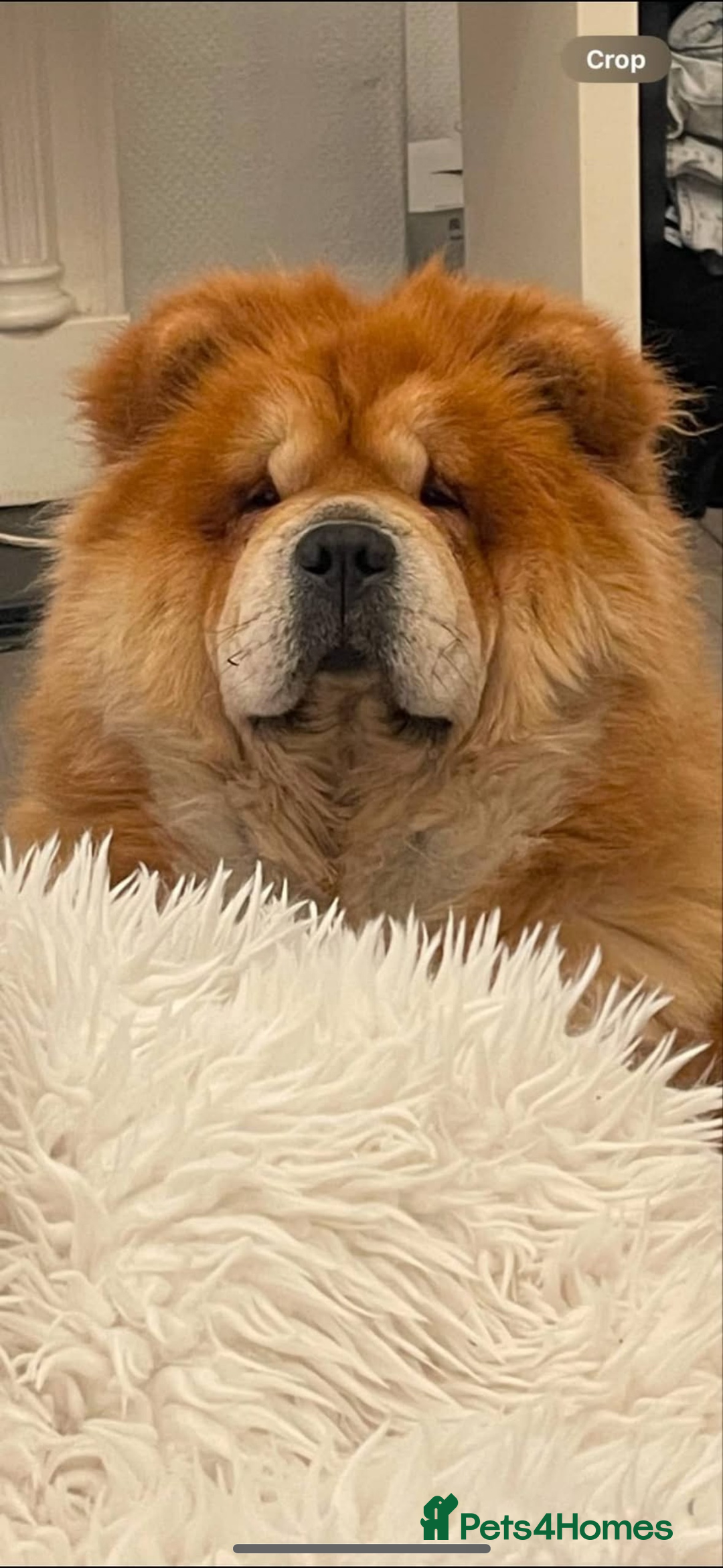 Chow Chow dogs for sale: Beautiful black chow chow for rehoming - Image 5