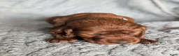Irish Setter dogs for sale: Irish setter Puppies - Advert 13