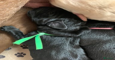 Labrador Retriever dogs - Advert 4