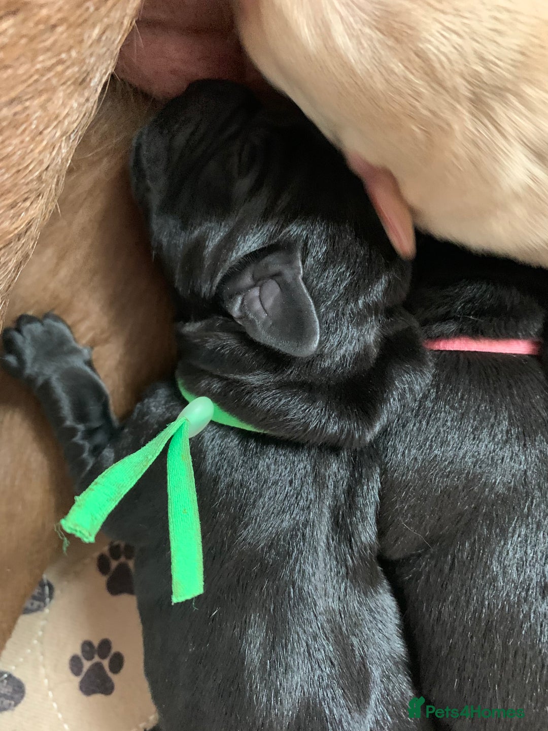 Labrador Retriever dogs for sale: Gentle natured home reared KC Registered Labradors - Image 3