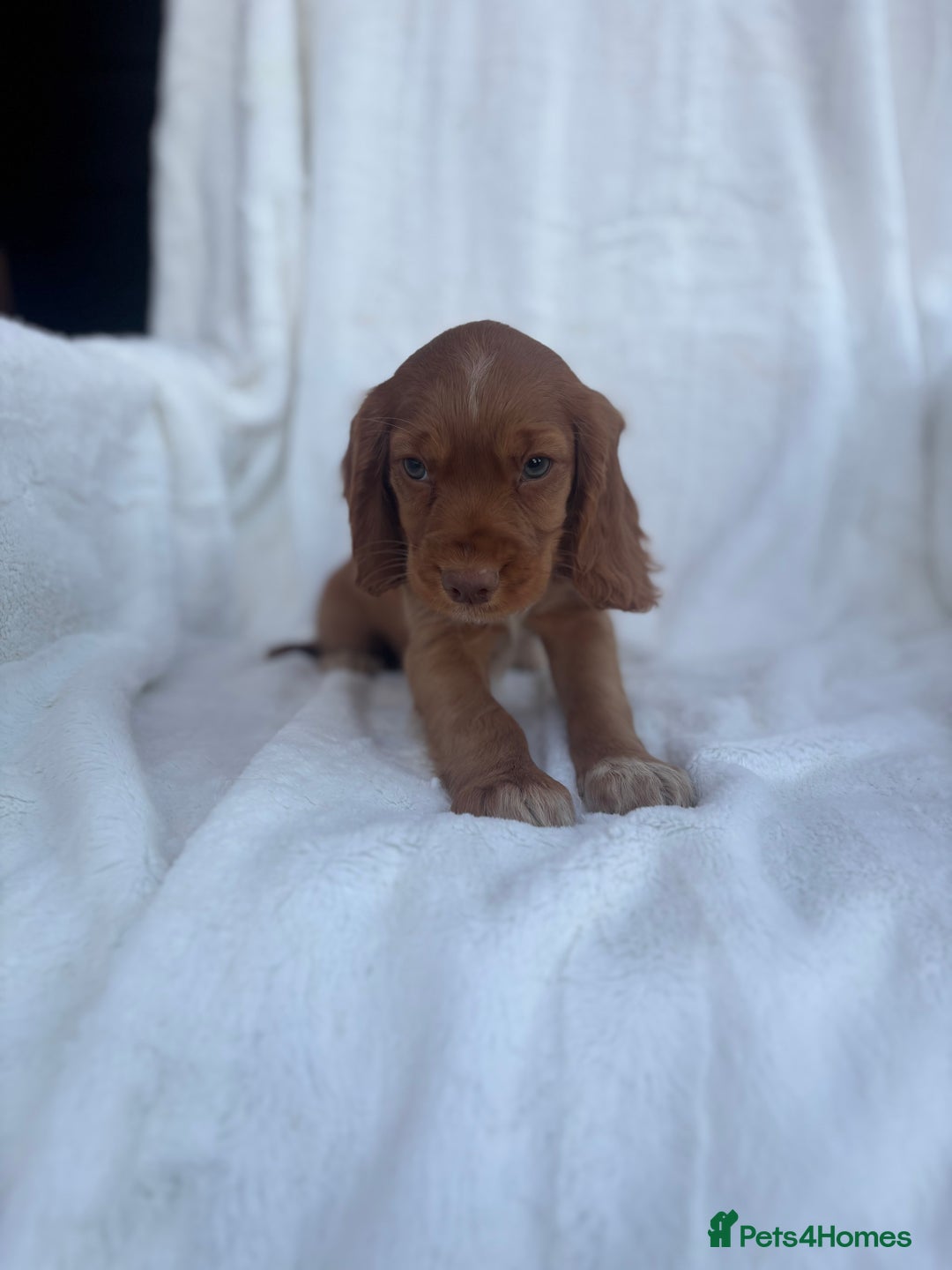 Cocker Spaniel dogs for sale: Gorgeous red cocker spaniels puppies  - Image 30