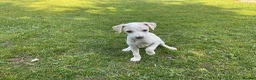 Italian Greyhound dogs for sale: Gorgeous Italian greyhound puppies  - Advert 13