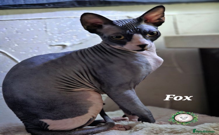 Sphynx cats Adorable Canadian Sphynx – Champion Bloodline - Advert 1