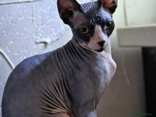 Sphynx cats Adorable Canadian Sphynx – Champion Bloodline - Advert 1
