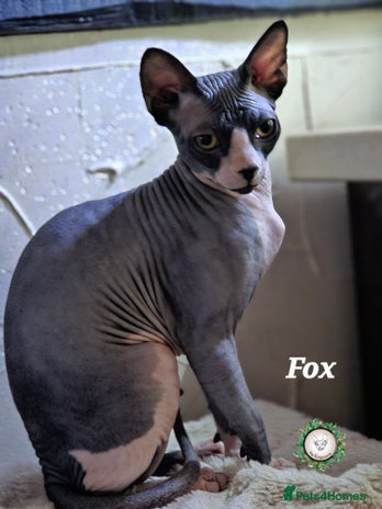 Sphynx cats Adorable Canadian Sphynx – Champion Bloodline - Advert 1