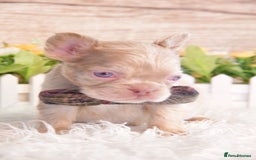 French Bulldog dogs for sale: Kc registered new shade french bulldogs - Image 4