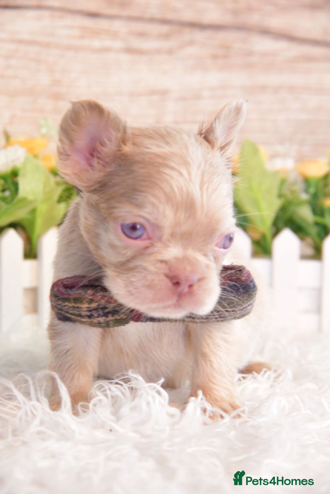 French Bulldog dogs for sale: Kc registered new shade french bulldogs - Image 4