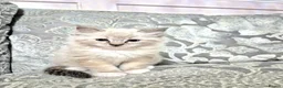 Ragdoll cats for sale: Purebred Ragdoll Kittens - final litter - Advert 4