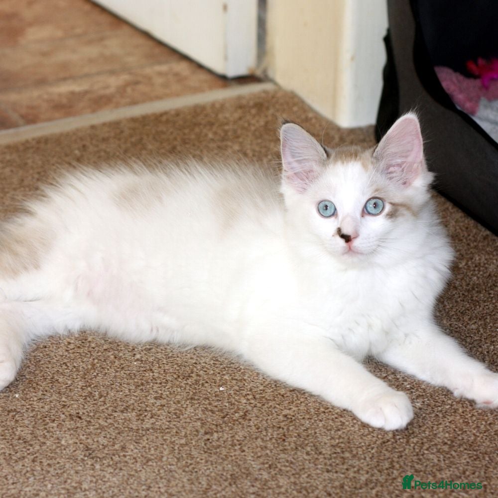 Ragdoll cats Pure bred Ragdoll Kitten High White Bi-Colour  - Advert 1