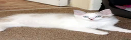 Ragdoll cats for sale: Pure bred Ragdoll Kitten High White Bi-Colour  - Advert 2