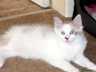 Ragdoll cats Pure bred Ragdoll Kitten High White Bi-Colour - Advert 1