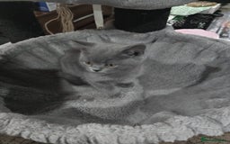 British Shorthair cats for sale: Last Female Gorgeous British Shorthair Kitten - Image 6