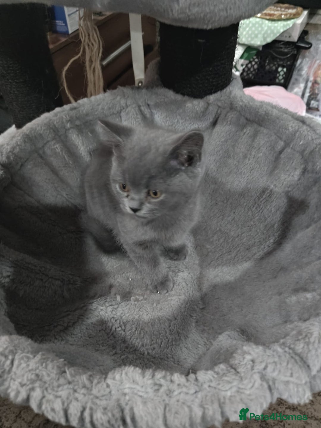 British Shorthair cats for sale: Last Female Gorgeous British Shorthair Kitten - Image 6