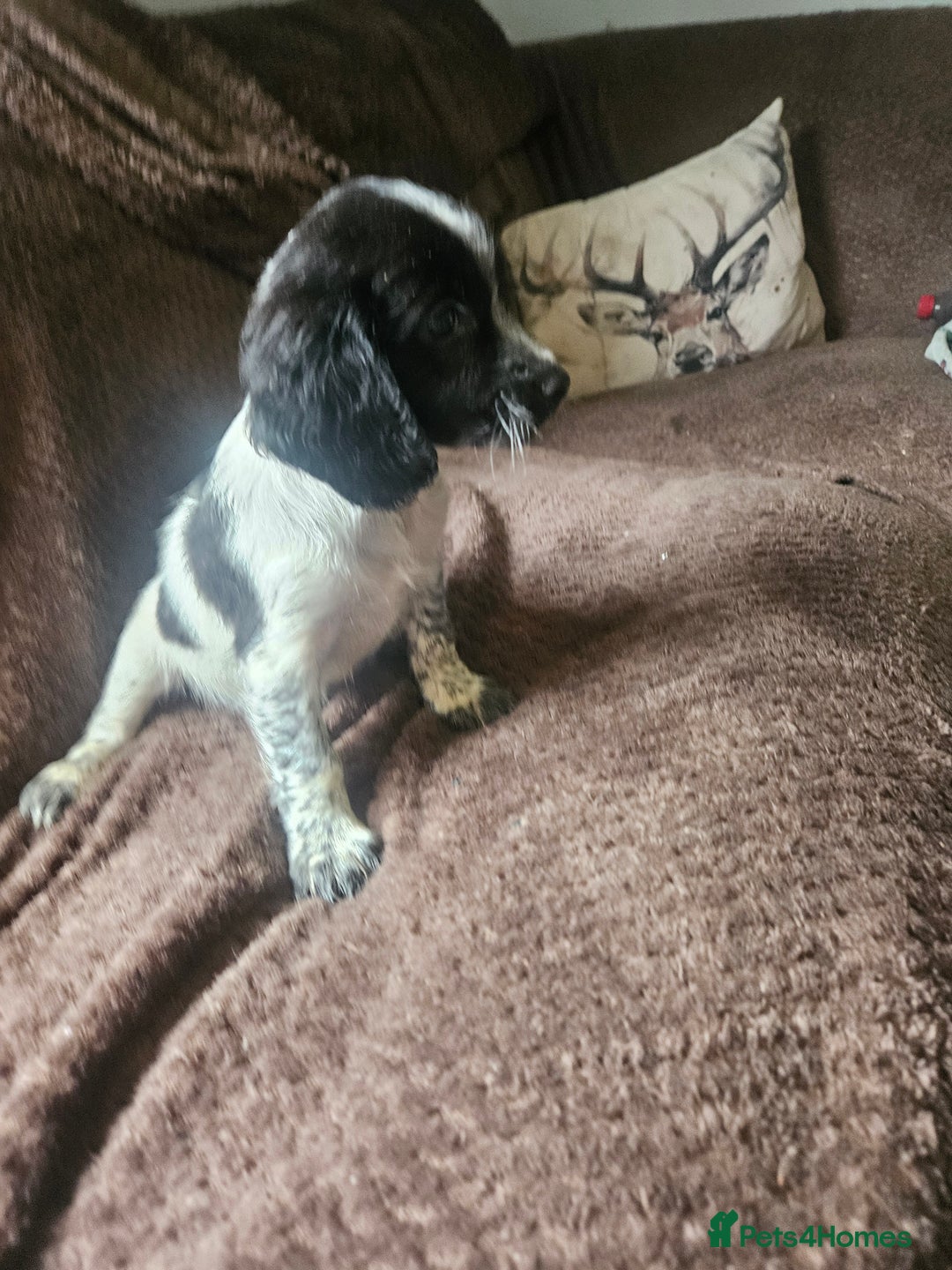 Bocker dogs for sale: Bocker puppies  - Image 4