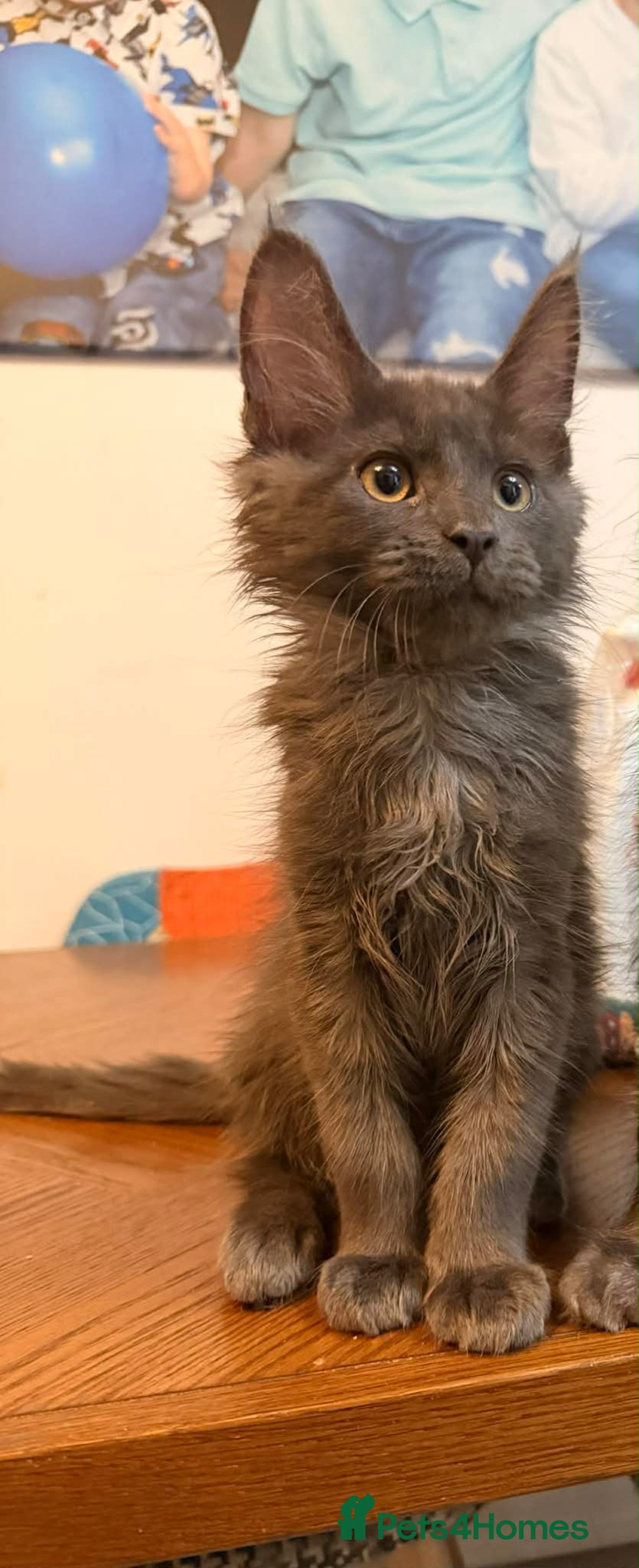 Maine Coon cats One girl and one boy left pure Maincoon  - Advert 2