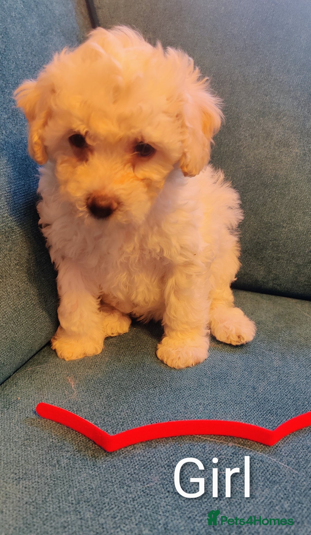Poochon dogs for sale: Beautiful Pooches puppies  - Image 4