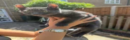 Sphynx cats for sale: Stunning sphinx kittens  - Advert 1