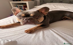 French Bulldog dogs for sale: Male French bulldog - Image 2