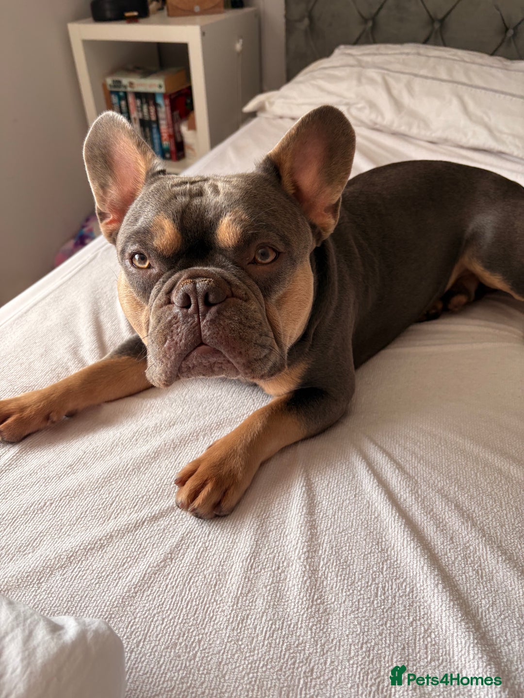 French Bulldog dogs for sale: Male French bulldog - Image 2