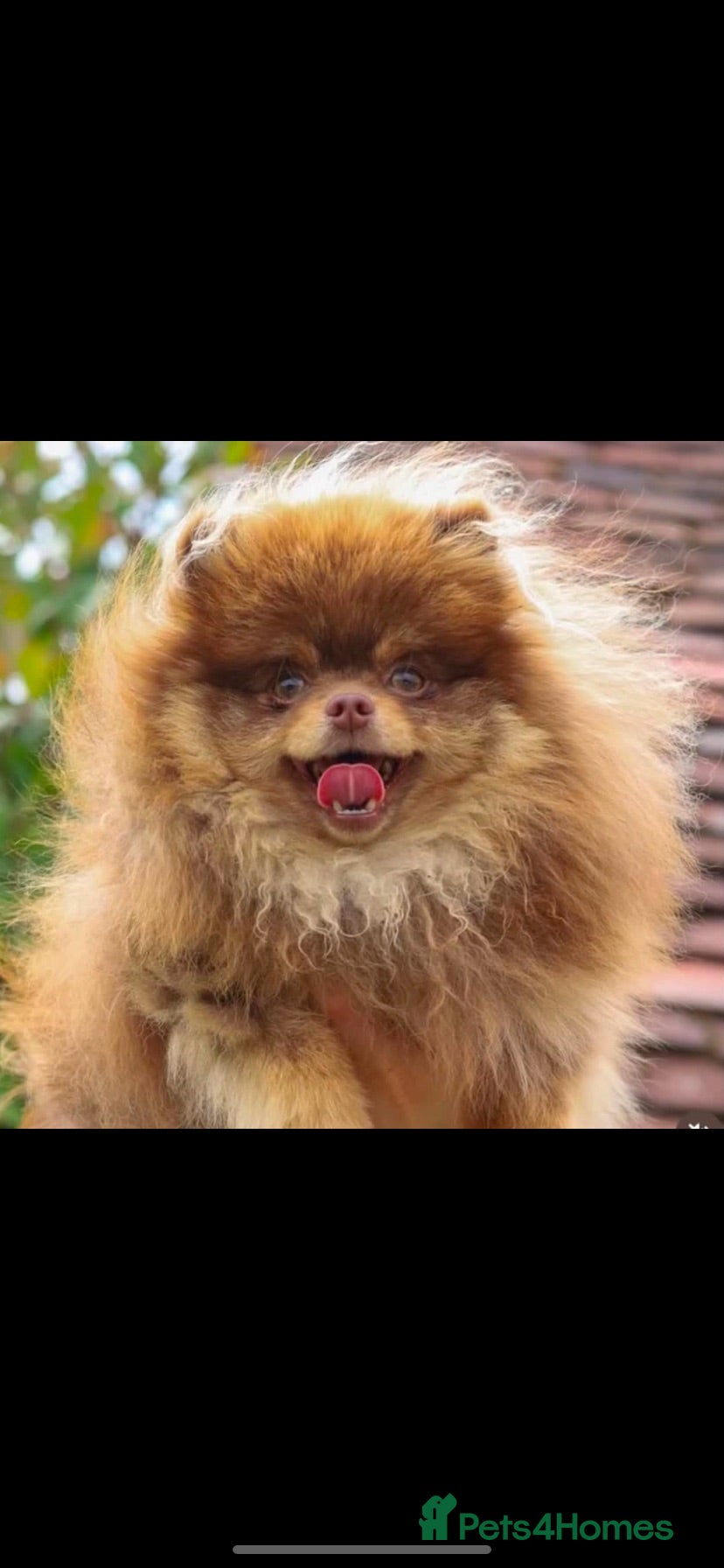 Pomeranian dogs 🐻 LILAC AND TAN TINY TEDDY BEAR FACED BOY 🐻  - Advert 3