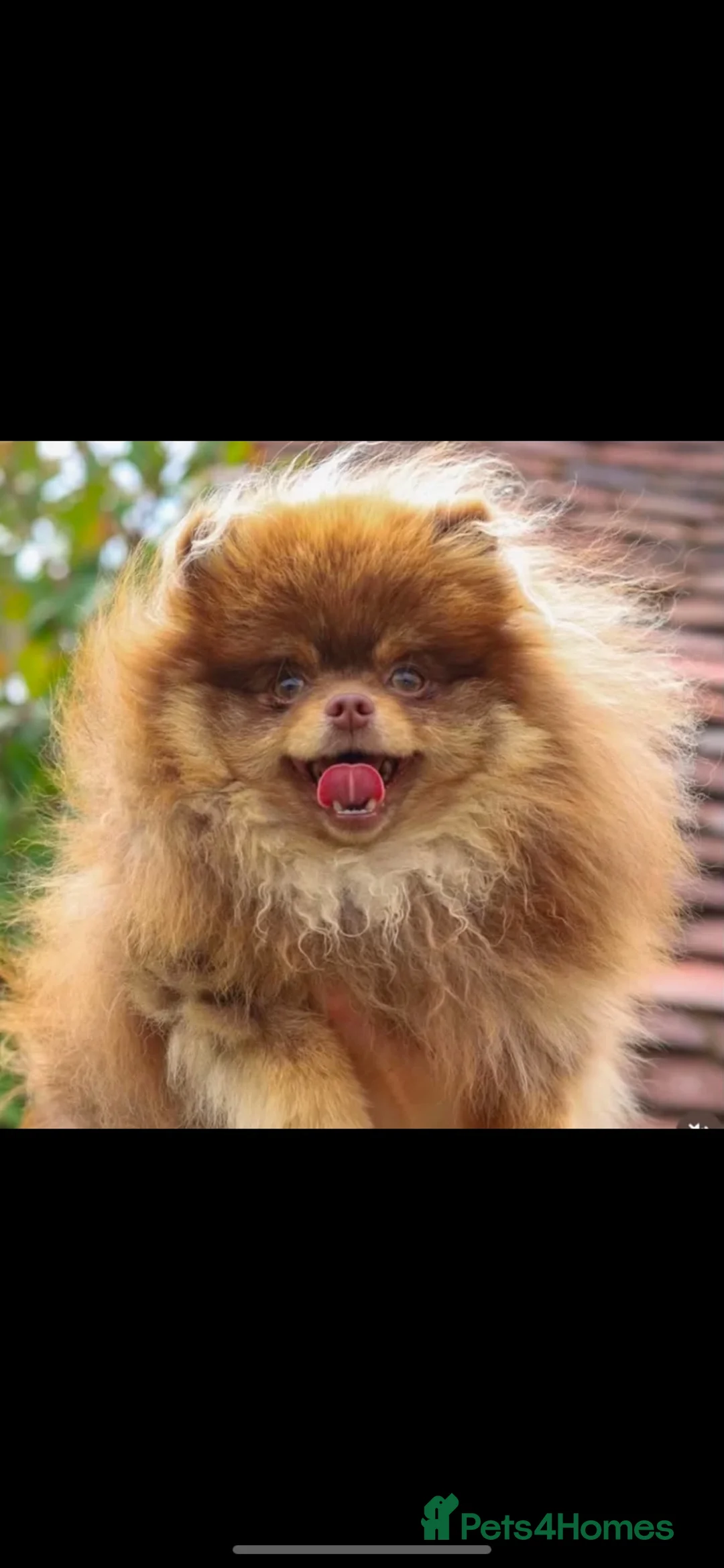 Pomeranian dogs for stud: 🐻 LILAC AND TAN TINY TEDDY BEAR FACED BOY 🐻  in Hamilton - Advert 1