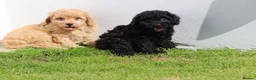 Cockapoo dogs for sale: Beautiful Cockapoo puppies for sale  in Llanelli - Advert 25