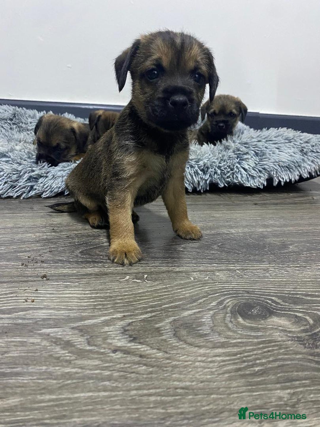 Border Terrier dogs for sale: Beautiful Border Terrier puppies for sale - Advert 10