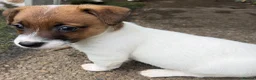 Jack Russell dogs for sale: Bred From Health Tested Parents - Advert 14