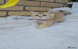 British Shorthair cats for sale: Gorgeous golden fluffs ready now in Peterborough - Image 12