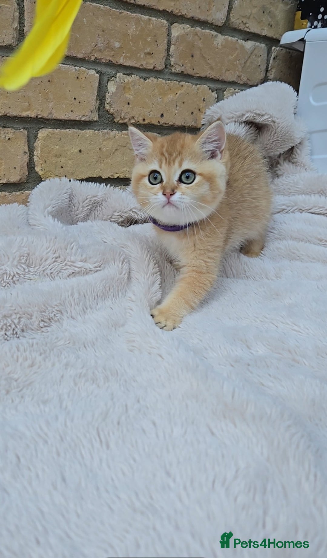 British Shorthair cats for sale: Gorgeous golden fluffs ready now in Peterborough - Image 12