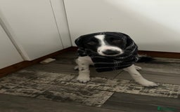 Border Collie dogs for sale: Cooper and Juno - Image 8