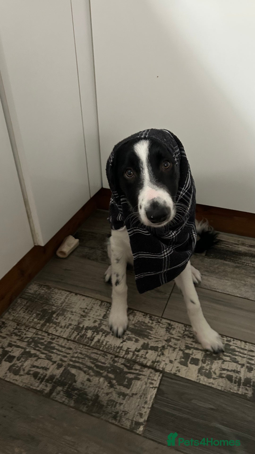 Border Collie dogs for sale: Cooper and Juno - Image 8