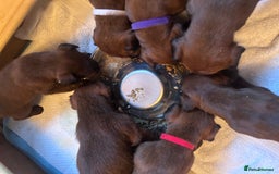 Irish Terrier dogs for sale: Male Irish Terrier Puppies - Image 14