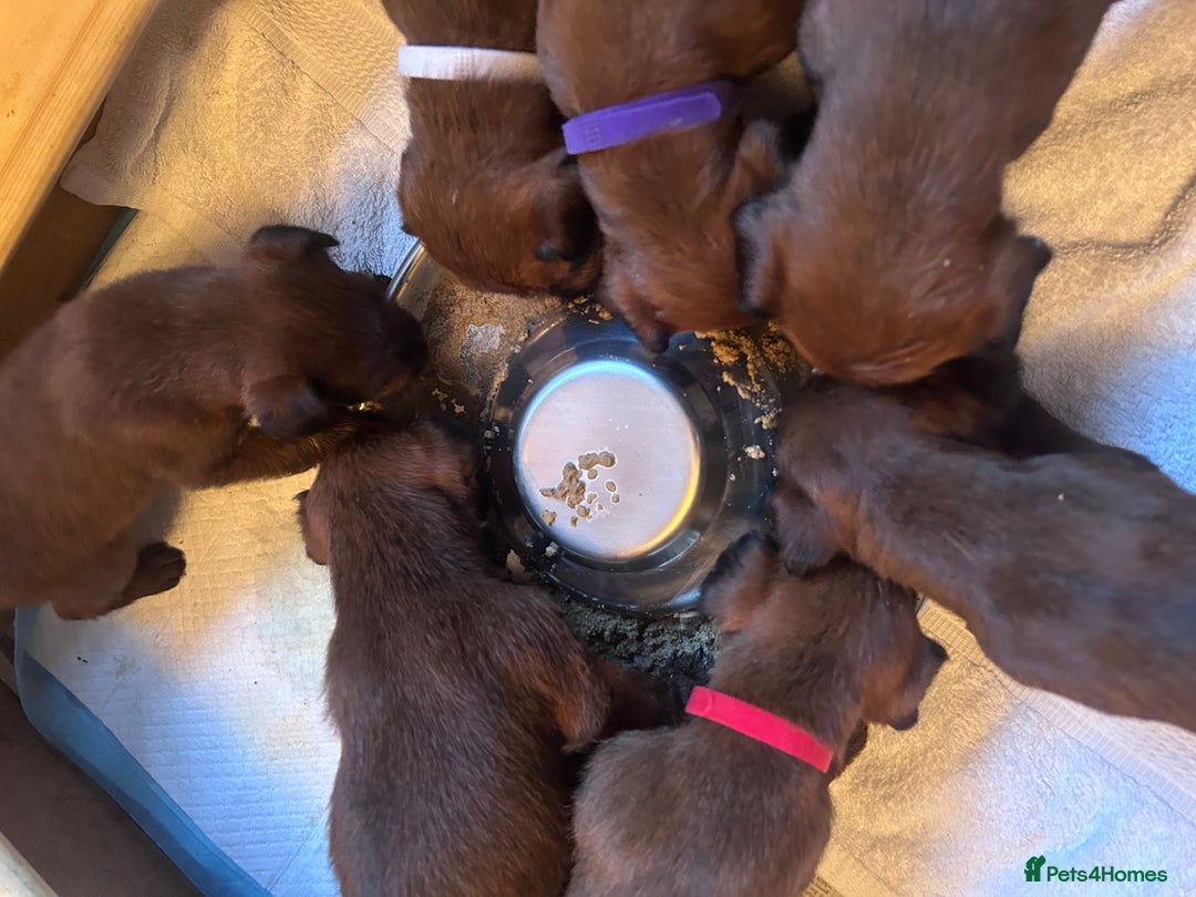 Irish Terrier dogs for sale: Male Irish Terrier Puppies - Image 14