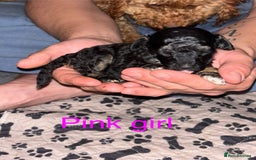 Toy Poodle dogs for sale: Toy poodle full pedigree for sale - Image 4