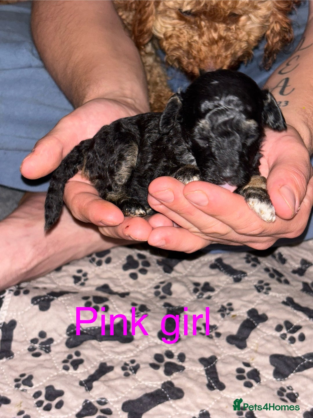 Toy Poodle dogs for sale: Toy poodle full pedigree for sale - Image 4