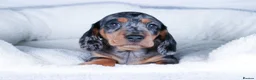 Dachshund dogs for sale: Miniature Dachshund Puppies - Advert 5