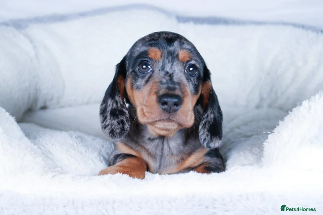 Dachshund dogs for sale: Miniature Dachshund Puppies - Advert 5