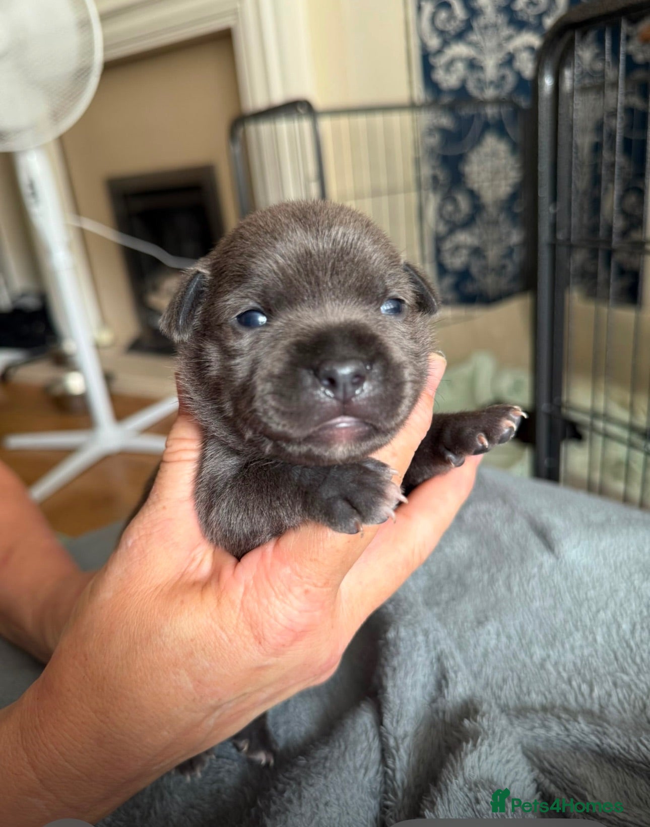 Staffordshire Bull Terrier dogs Stunning Litter 🖤💙 CH Bill & Nova - Advert 7