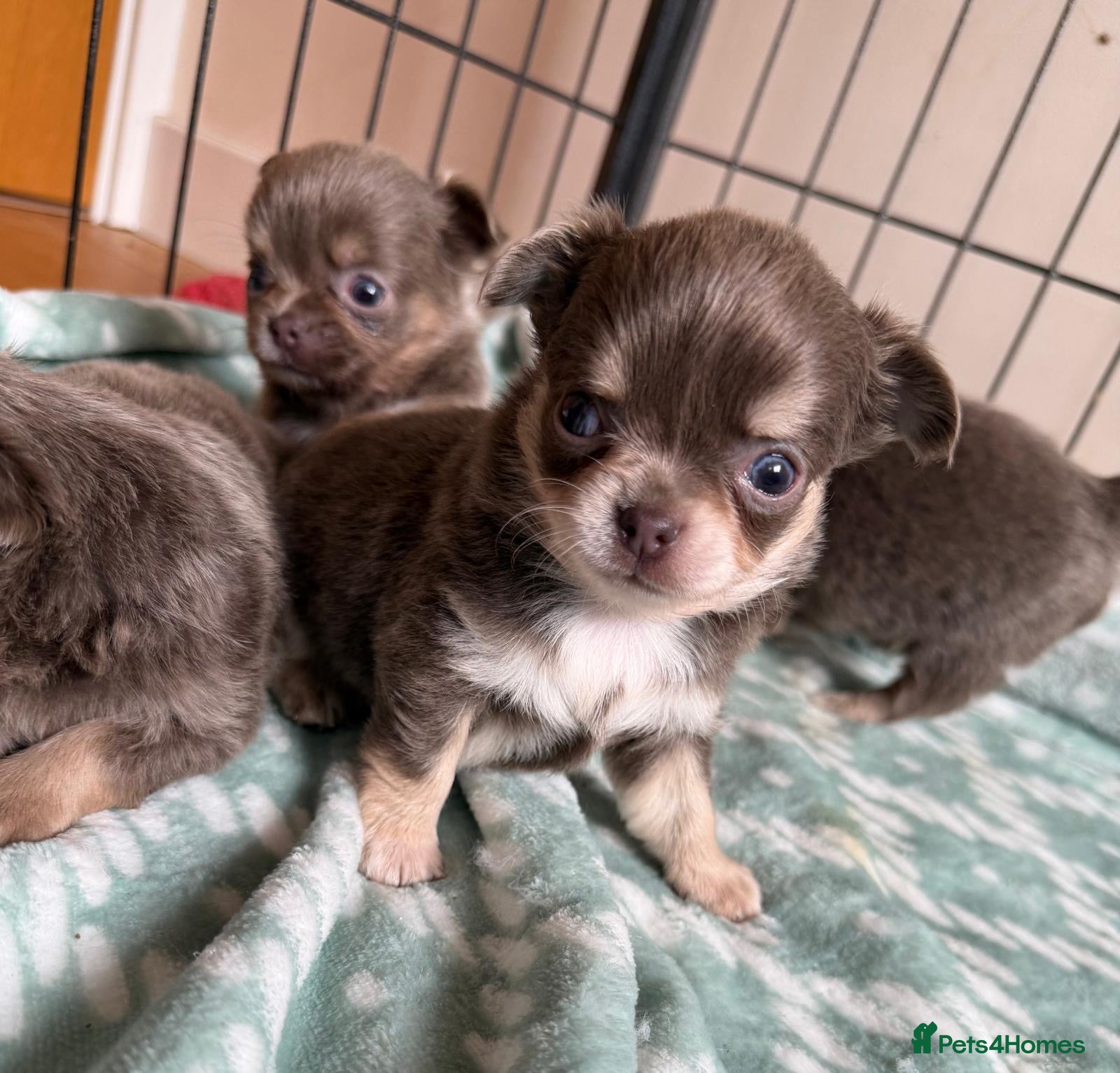 Chihuahua dogs for sale: Gorgeous lilac long coat girls and boys - Advert 9