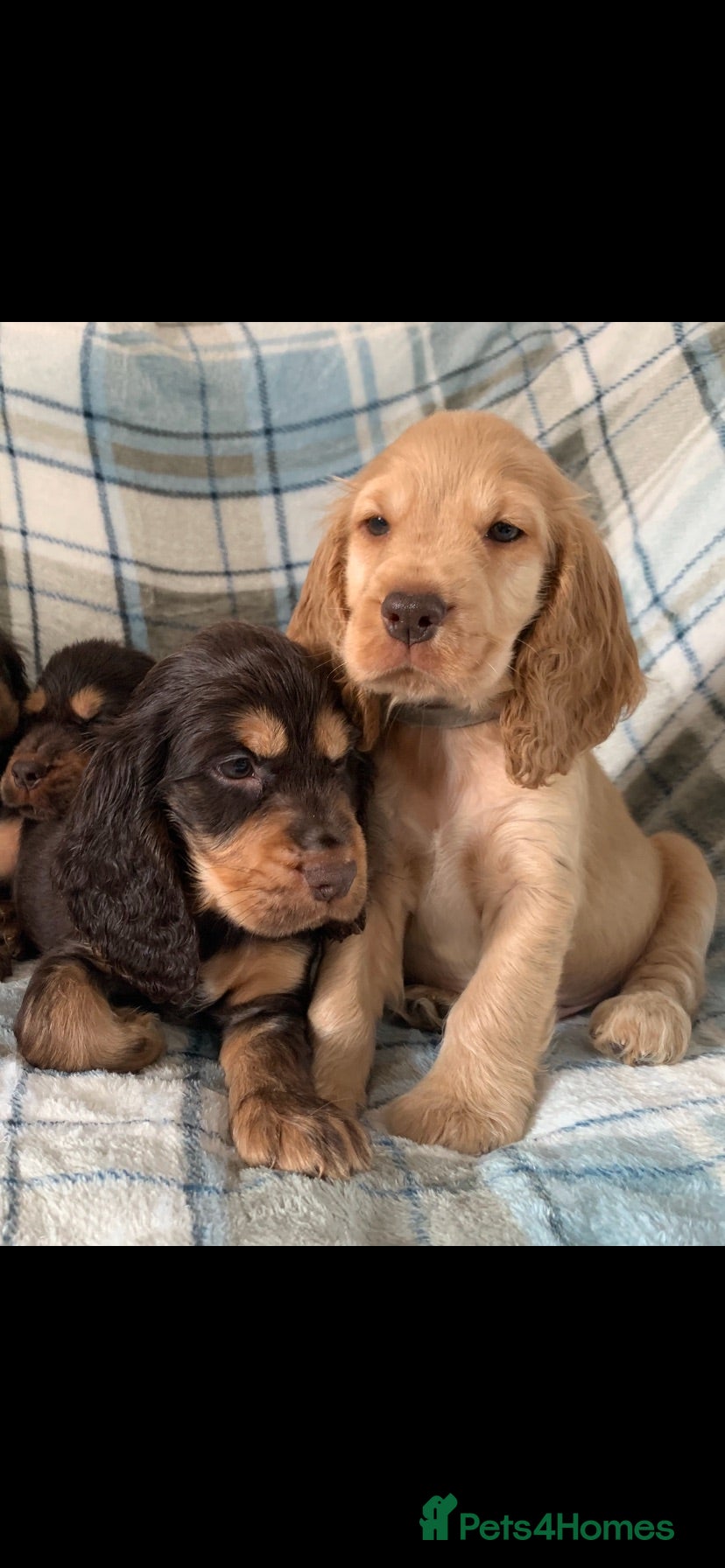 Cocker Spaniel dogs Show type cocker spaniel puppy’s  - Advert 2