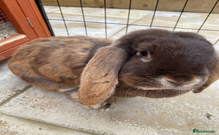 French Lop rabbits - Advert 1
