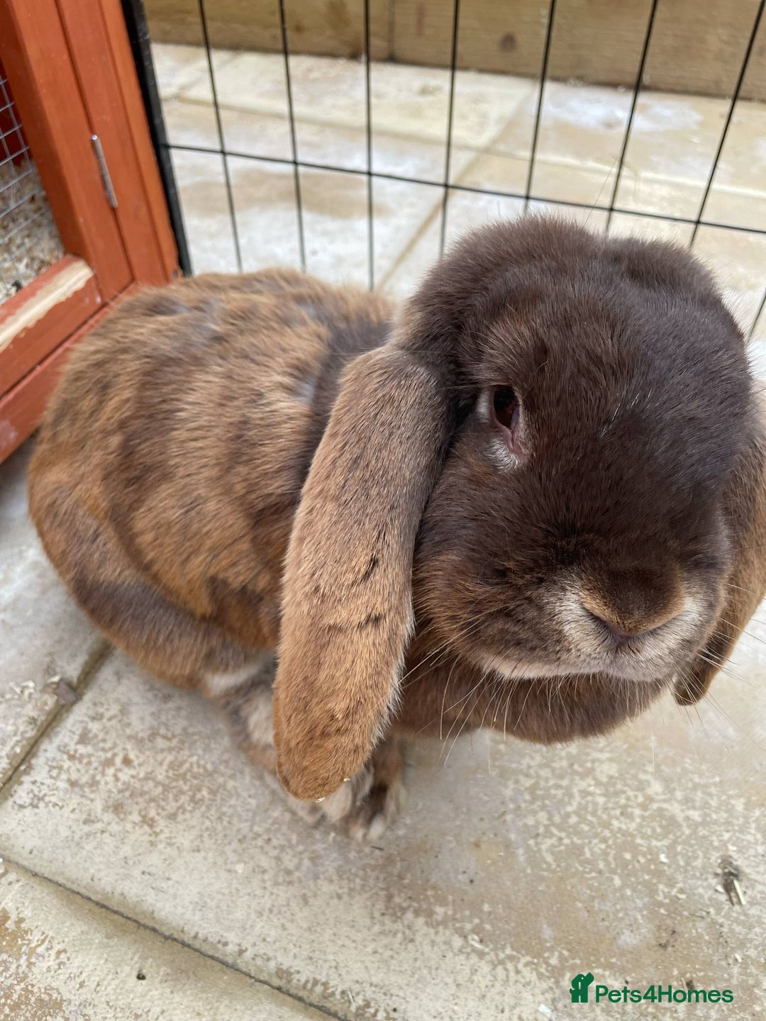French Lop rabbits for sale: Bonded French Lops  - Image 1