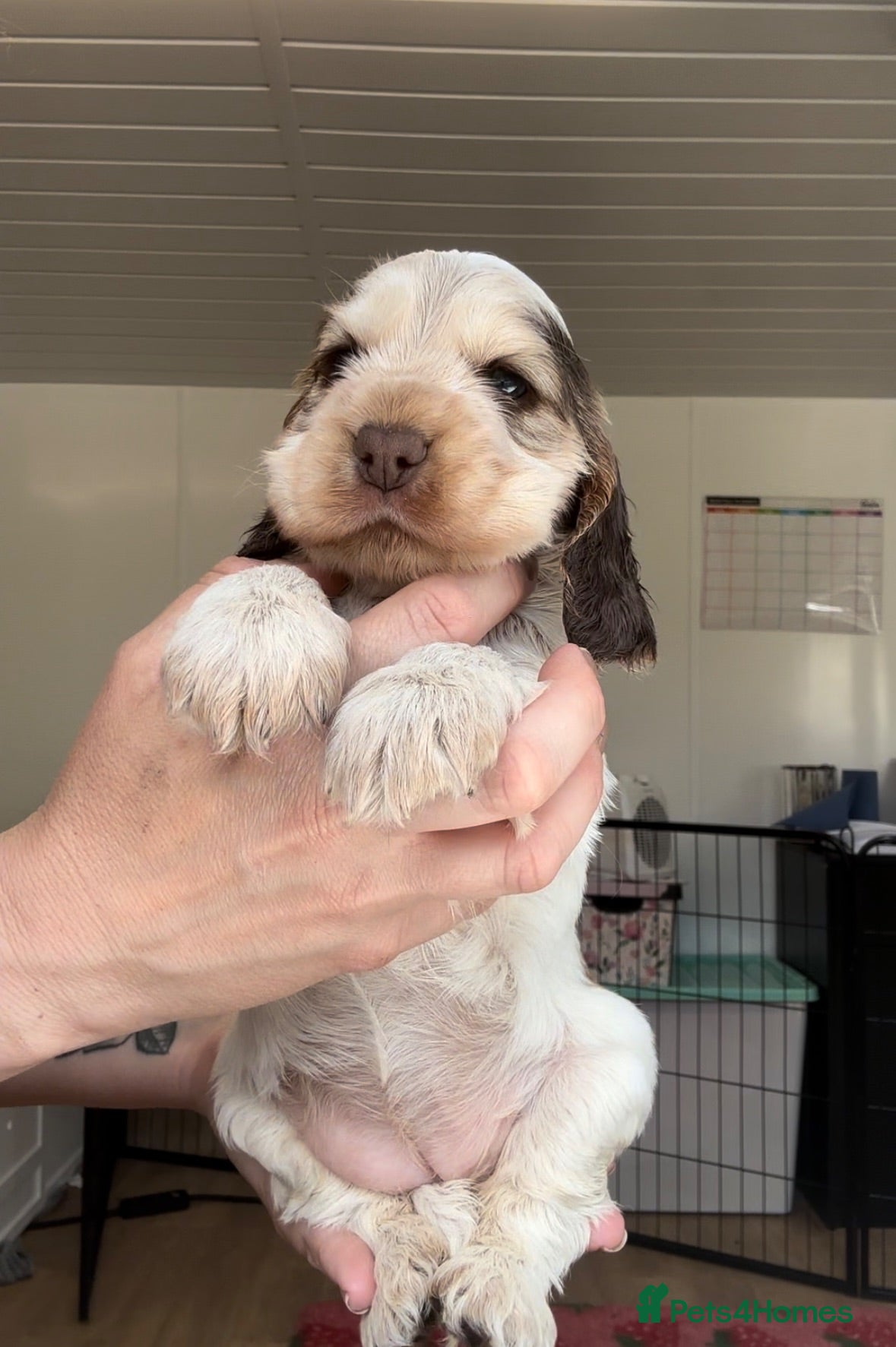 Cocker Spaniel dogs KC Registered Sable Show cocker spaniels  - Advert 2
