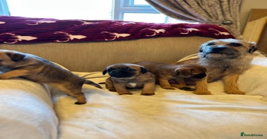 Border Terrier dogs - Advert 10